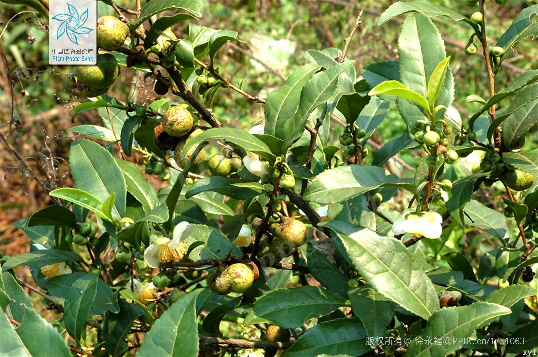 Chè đồi